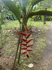 Heliconia vellerigera image