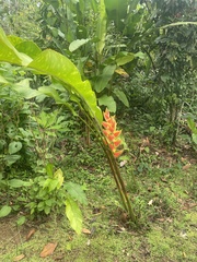 Heliconia wagneriana image