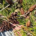 Pinus clausa - Photo (c) Lincoln Durey, όλα τα δικαιώματα διατηρούνται, uploaded by Lincoln Durey