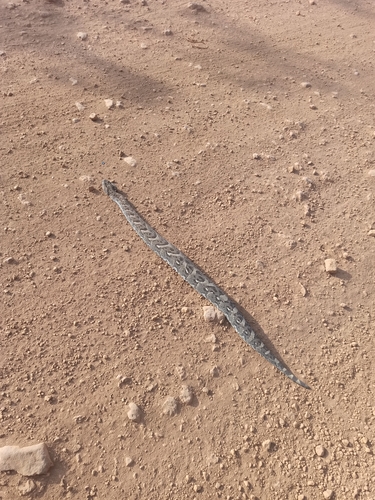Puff Adder