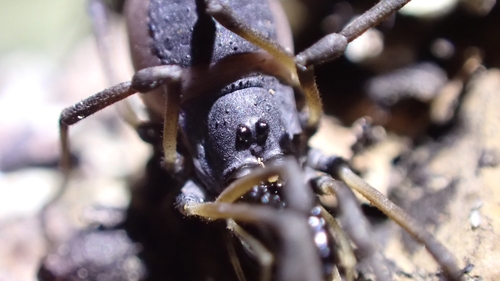 Ischyropsalis robusta
