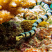 Dwarf Sea Krait - Photo (c) Pauline Fey, all rights reserved, uploaded by Pauline Fey