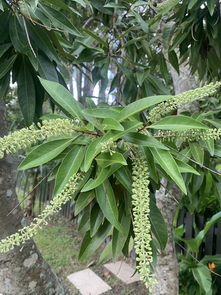 ivory curl tree from Park St, New Brighton, NSW, AU on January 21, 2024 ...