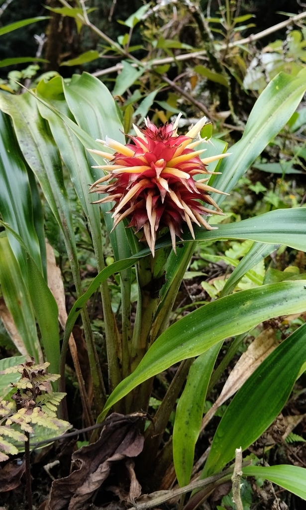 Pitcairnia (Genus Pitcairnia) · iNaturalist