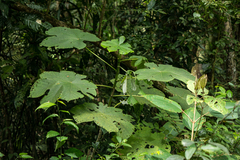 Cecropia longipes image