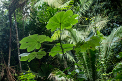 Cecropia longipes image