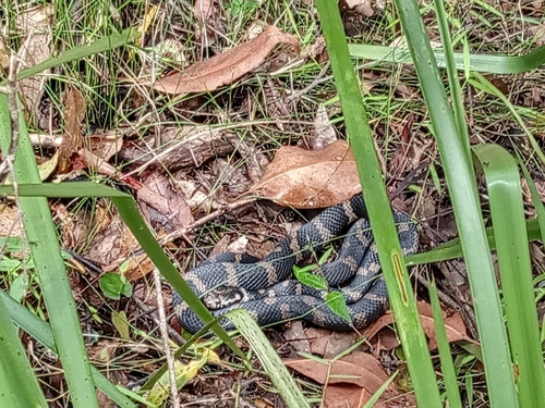 Stephens' Banded Snake sighting