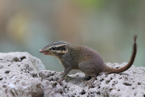 Northern Smooth-tailed Treeshrew (Dendrogale murina) — Least Concern Mammalia