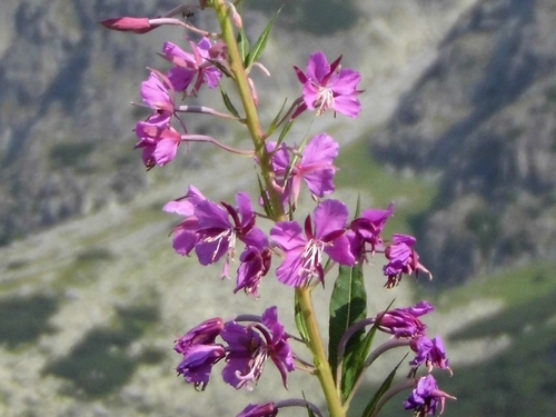 kyprina úzkolistá (Chamaenerion angustifolium)