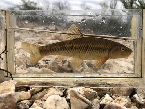 Redspot Chub