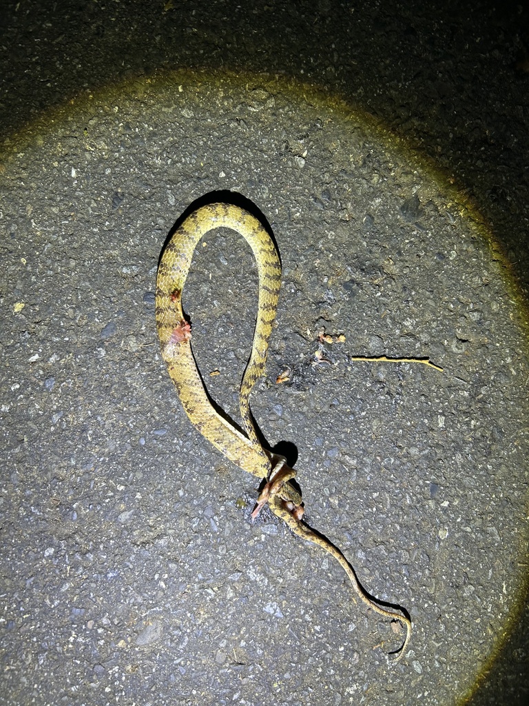 Atayal Slug-eating Snake in July 2023 by ph_hsu · iNaturalist