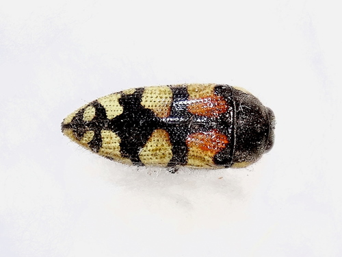 Acmaeodera robusta