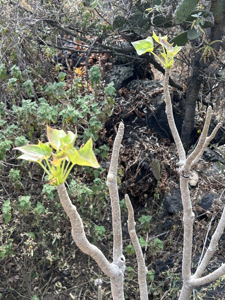 Broomstick Tree from Universidad Nacional Autónoma de México Colegio