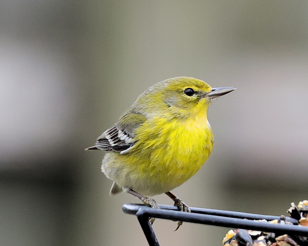 Pine Warbler from La Porte on January 21, 2024 at 01:11 PM by Bobby ...