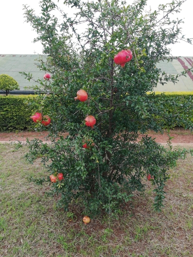 pomegranate