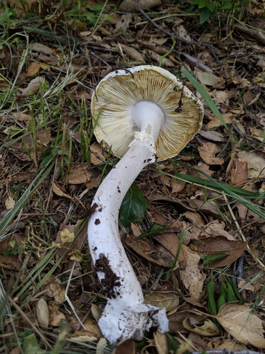 Western Destroying Angel