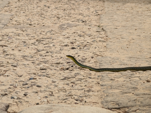 Common Tree Snake sighting