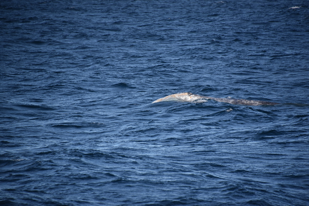 Grey Whale In January 2024 By Maryjanna INaturalist   Large 