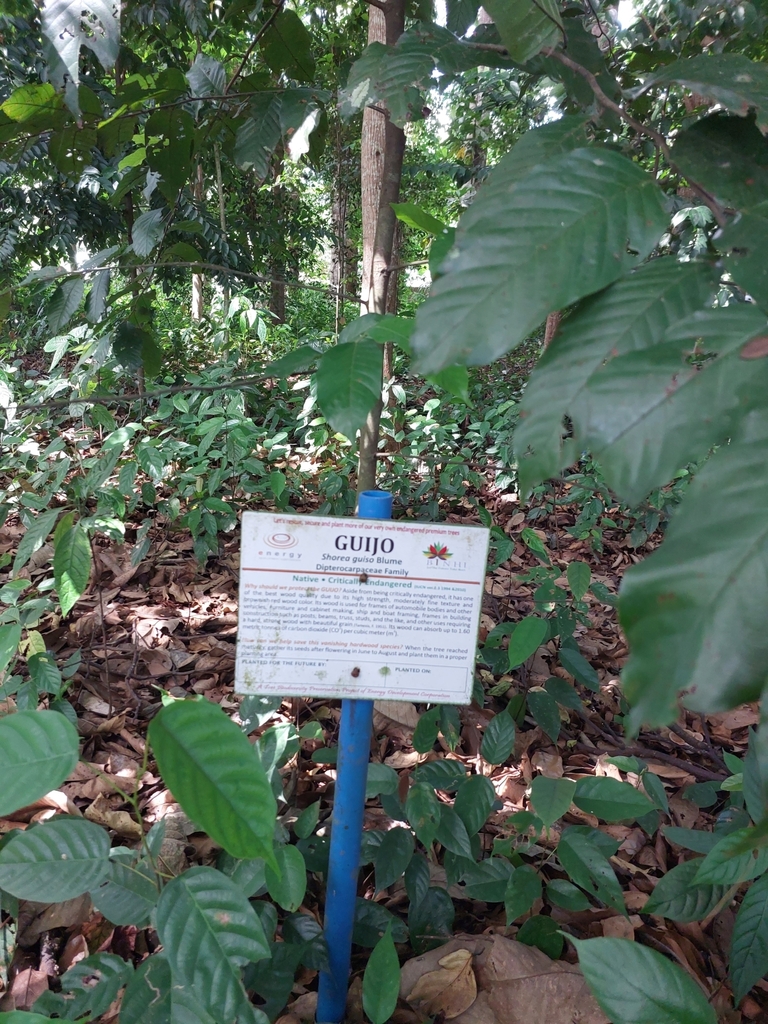 Chai bo bo (Shorea guiso)