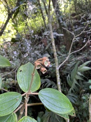 Meriania phlomoides image