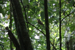Malacoptila panamensis image