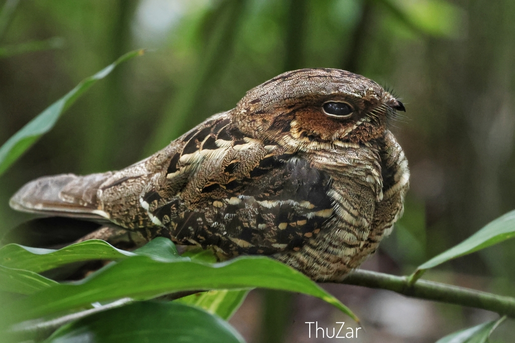 Large-tailed Nightjar (Caprimulgus macrurus) photo