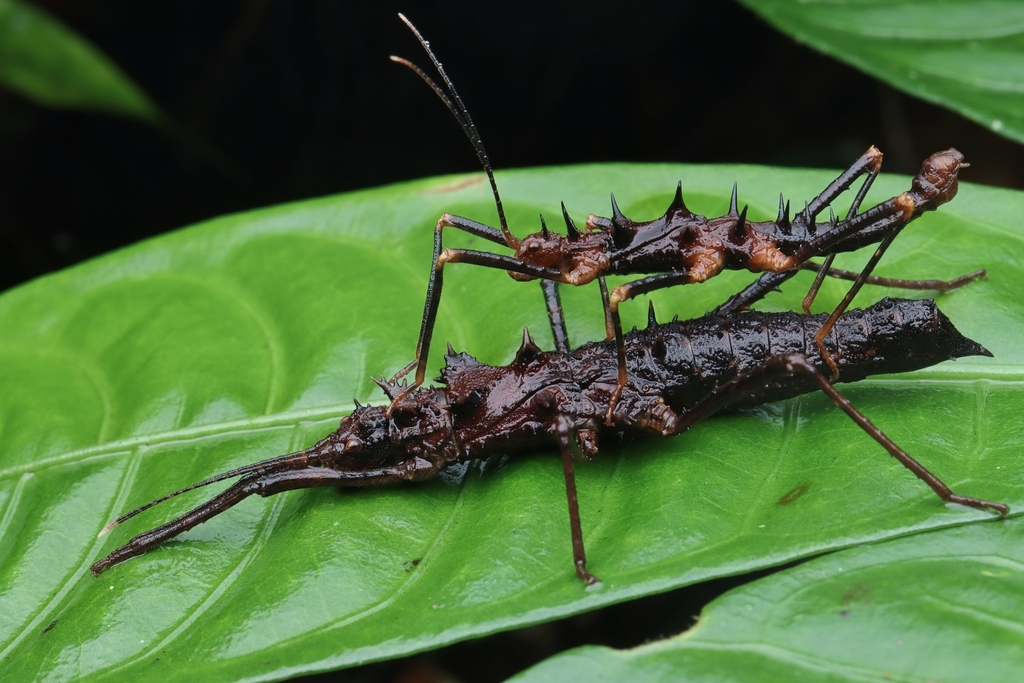 Gaeco Insect Gecko Stick Insect from Sarawak, 马来西亚 on October 28, 2023 at 12:40 PM ...
