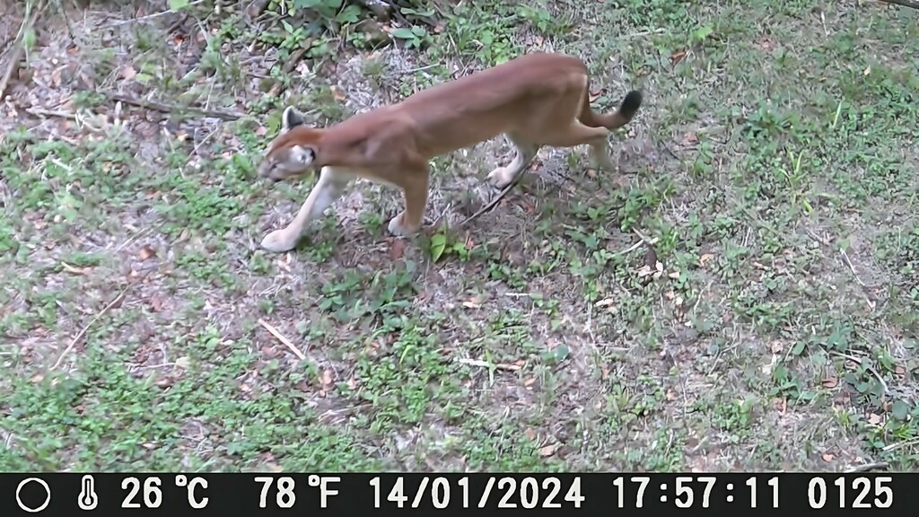 Mountain Lion In January 2024 By PoloNes INaturalist   Large 