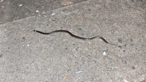 White-crowned Snake sighting