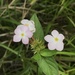 Sipanea pratensis - Photo (c) anaelletlm, כל הזכויות שמורות