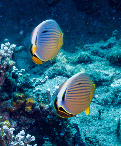 Indian Redfin Butterflyfish — seen at this dive site