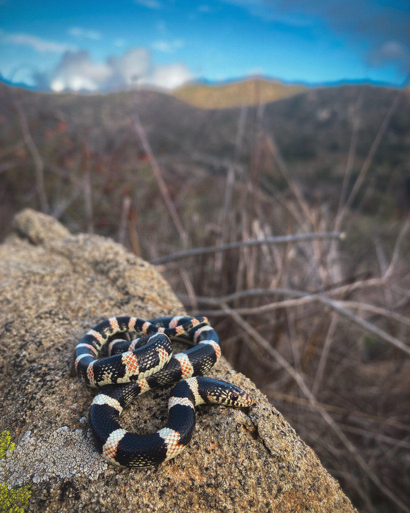 Long Nosed Snake In January 2024 By Hydrobates Tethys INaturalist   Large 