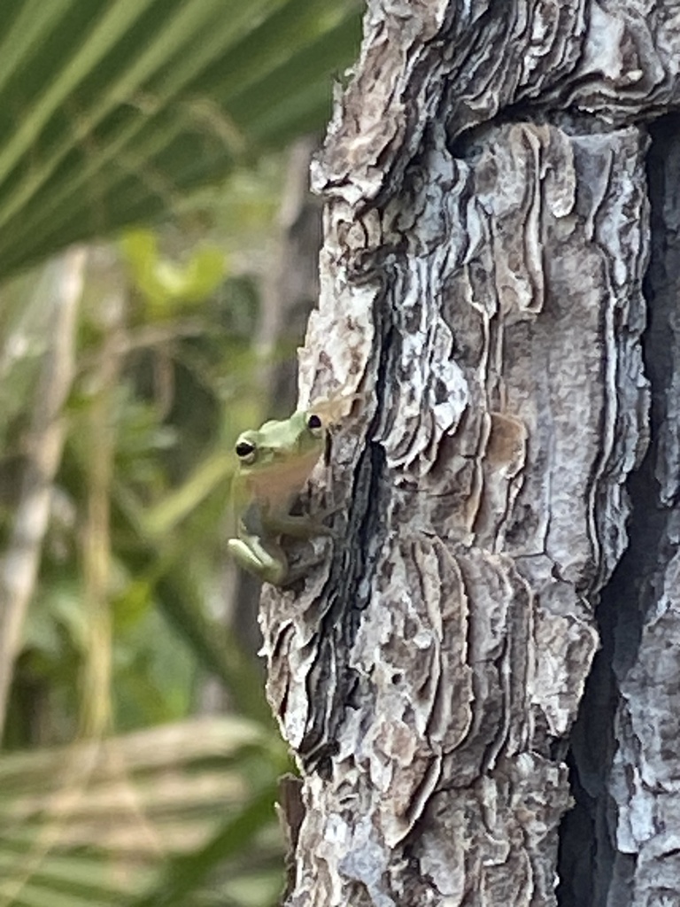 Squirrel Treefrog from Florida Gulf Coast University, Fort Myers, FL ...