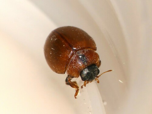 Cynegetis impunctata (Linnaeus, 1758)