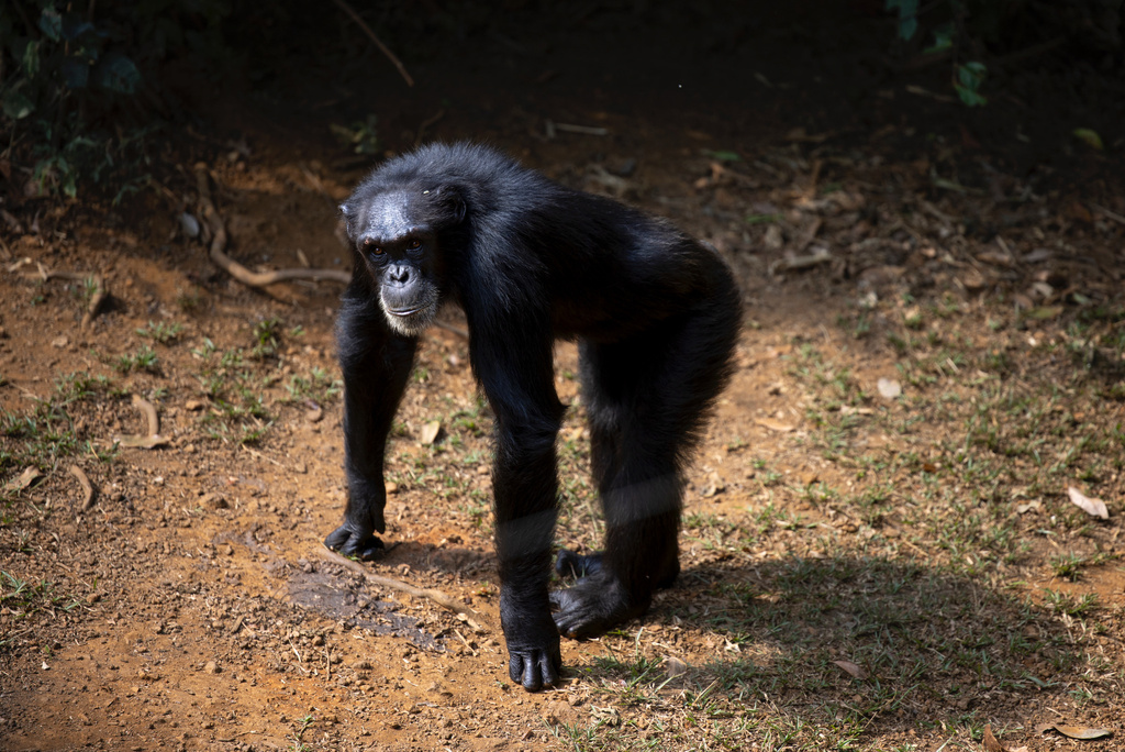 West African Chimpanzee In January 2024 By James Buck INaturalist   Large 