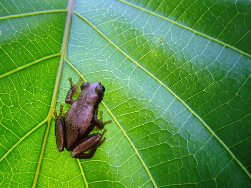 Congo Banana Frog - Photo (c) Gregor Jongsma, all rights reserved, uploaded by Gregor Jongsma