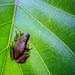 Congo Banana Frog - Photo (c) Gregor Jongsma, all rights reserved, uploaded by Gregor Jongsma