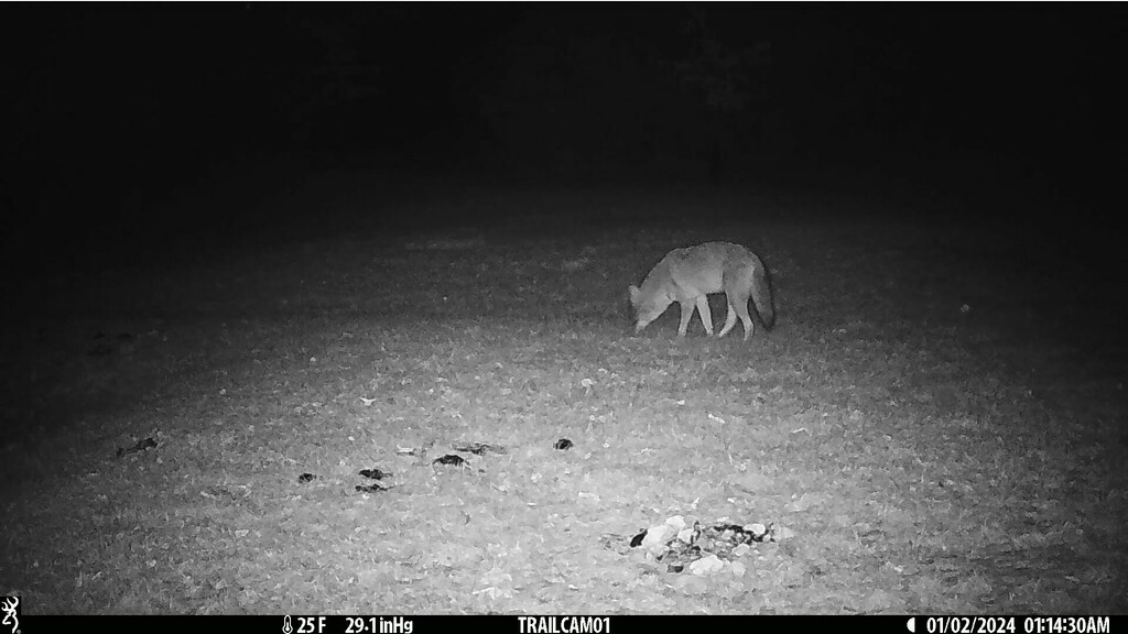 Coyote In January 2024 By Louis INaturalist   Large 