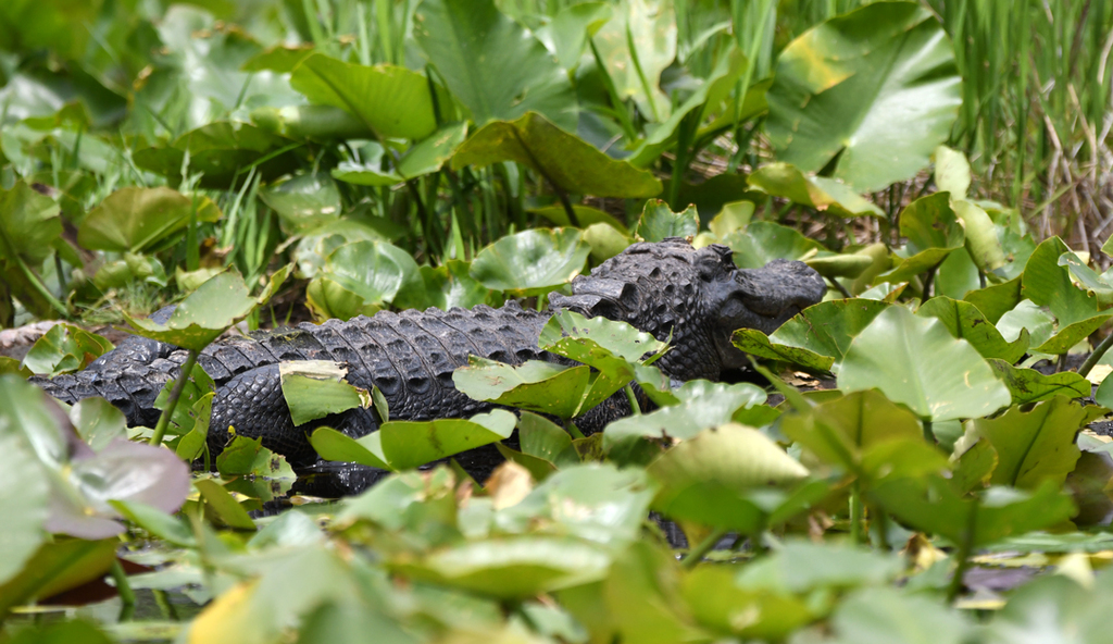 American Alligator from Okefenokee NWR; Charlton County, GA, USA on ...