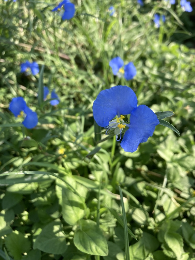 whitemouth dayflower from Jefferson Heights, San Antonio, TX, USA on