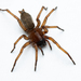 Common Ground-Spider - Photo (c) Frederik Leck Fischer, all rights reserved, uploaded by Frederik Leck Fischer