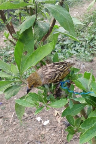 Village Weaver