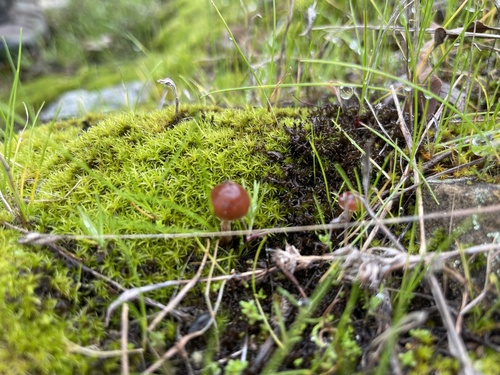 iNaturalist observation photo of Deconica