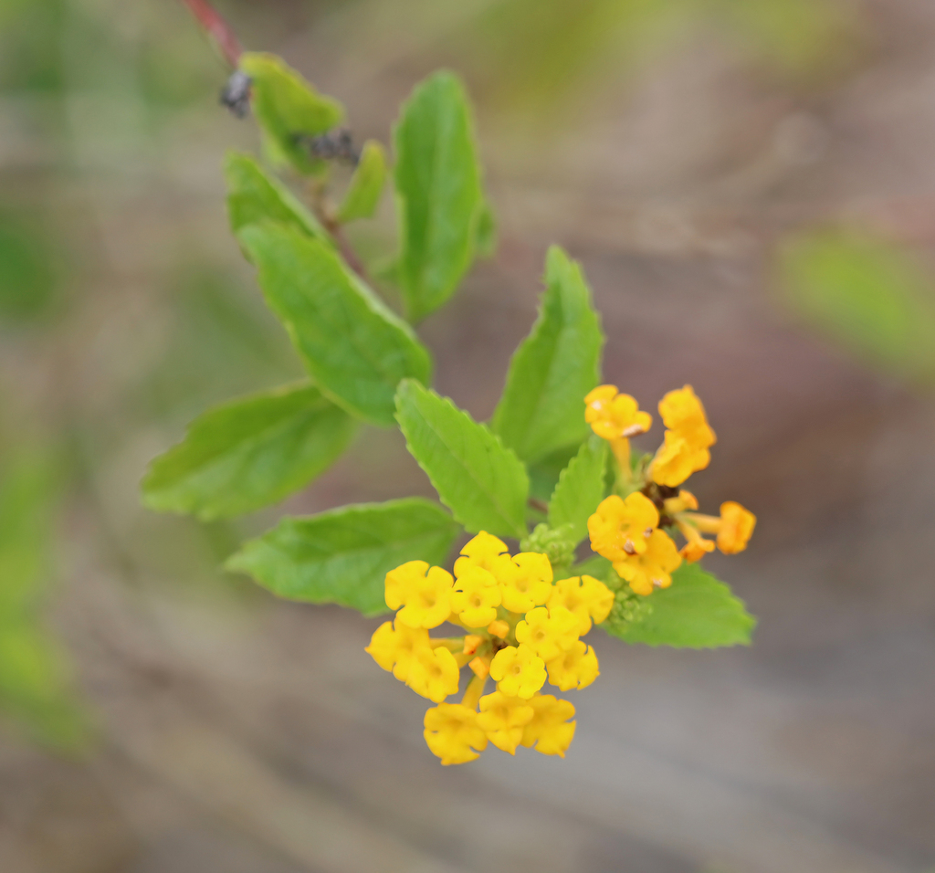 Pineland Lantana from Miami-Dade County, FL, USA on January 19, 2024 at ...