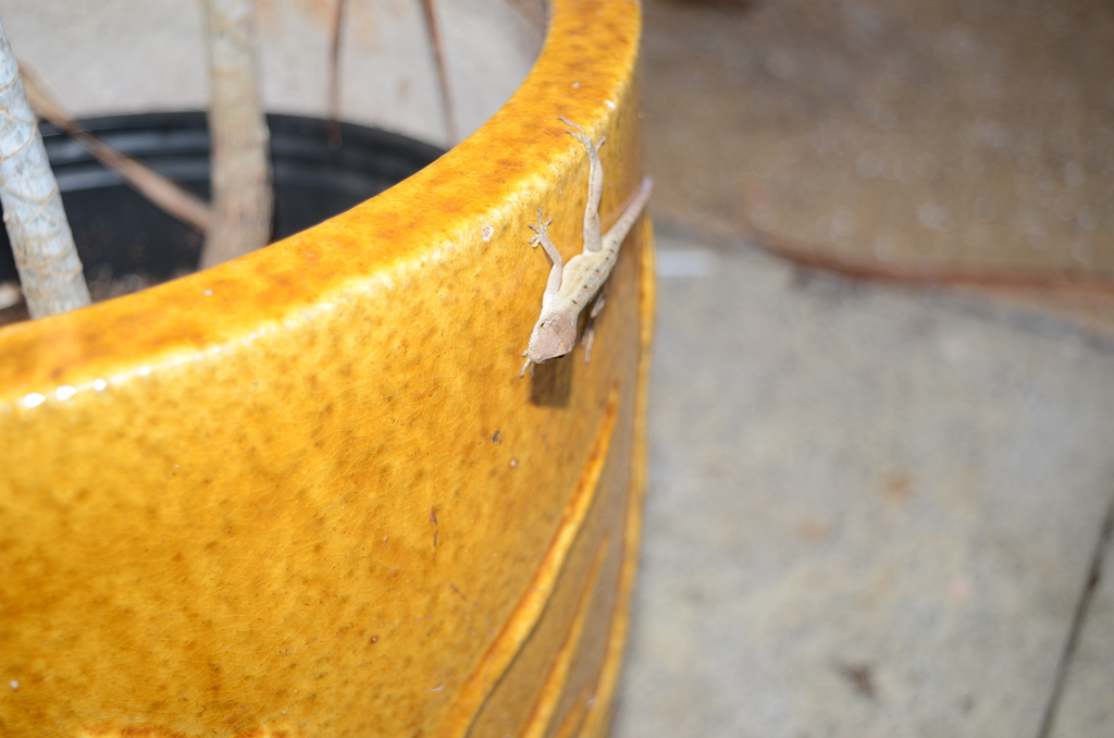 Brown Anole In January 2024 By Eoghan Irwin INaturalist   Large 