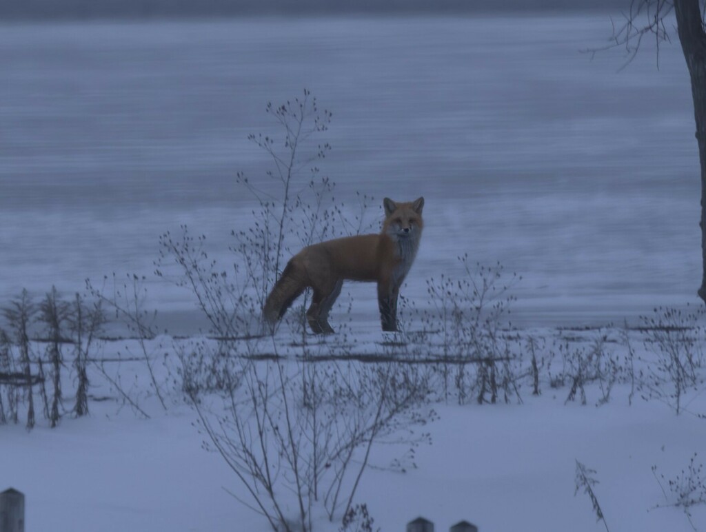 Red Fox From ALG Bellevue Marina Sault Ste Marie ON Canada On   Large 