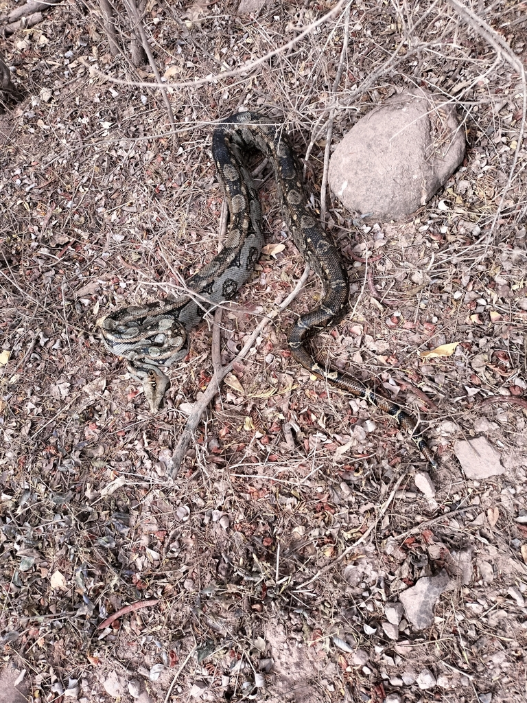 Mexican West Coast Boa Constrictor from 80735 Sin., México on January ...