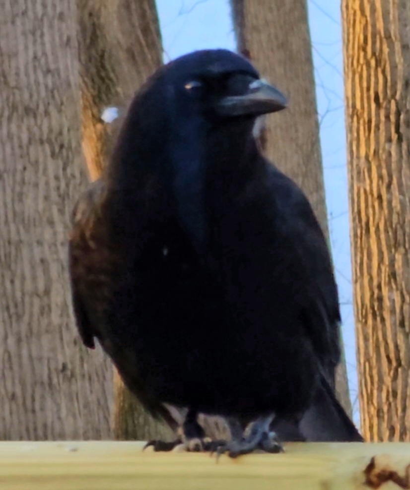 January Crow American Crow from Clarksville, MD 21029, USA on January 21, 2024 at 08 ...