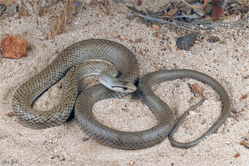 Subspecies Cubophis cantherigerus pepei · iNaturalist United Kingdom