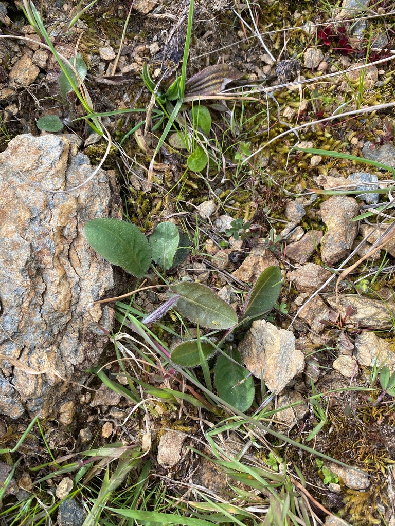 Tussock Hawkweed from Blackmans 9391, New Zealand on October 11, 2023 ...